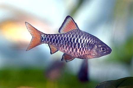 BARBUS OLIGOLEPIS